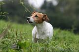 JACK RUSSEL 234